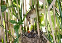 Wynde of Change: Cuckoos and warblers make welcome return to Tice's Meadow