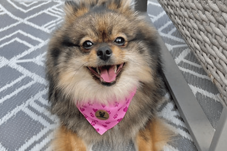 BB Dog Boutique's pink collar with bandanda.