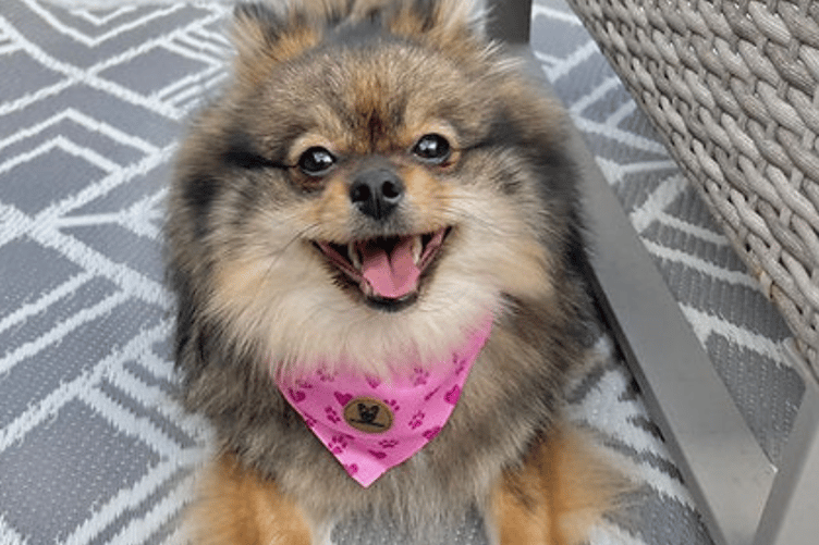 BB Dog Boutique's pink collar with bandanda.