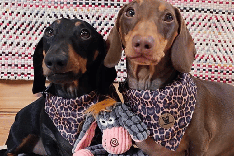 BB Dog Boutique, which sells dog accessories like this, will be moving into Brightwells.