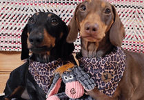 Paw-some news as dog accessory store prepares for Brightwells move