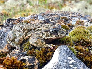 Back from the brink as rare toads making comeback on heathland