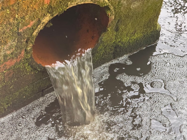 Drain water enters River Wey, Kings Pond, April 2025.