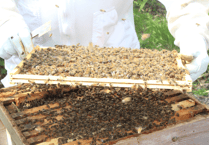 Frensham school's honey harvest triumph