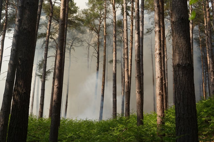 Fire and smoke seen in the trees of the woodland near Waverley Abbey.