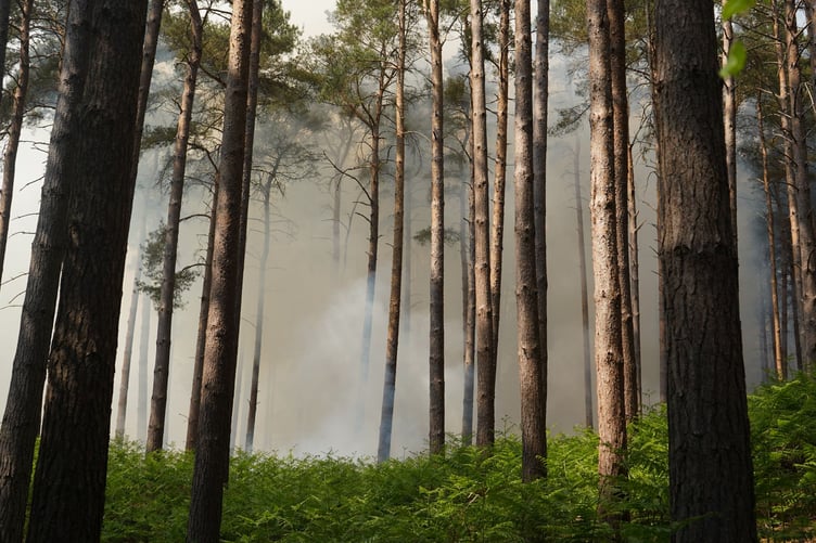 Fire and smoke seen in the trees of the woodland near Waverley Abbey.
