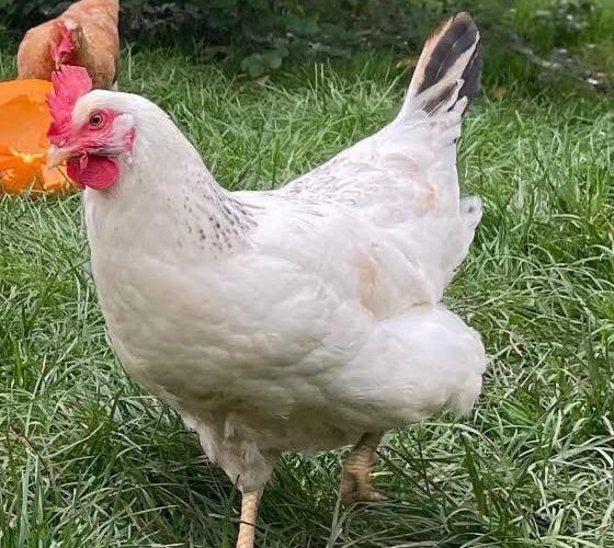 Stolen chicken Elysian Liss