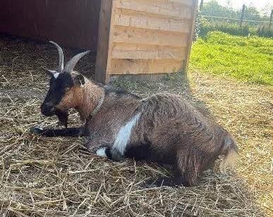 <p>A tagged Pygmy goat called Thumper and her two kids were stolen sometime overnight on Monday from Elysian Liss.</p>