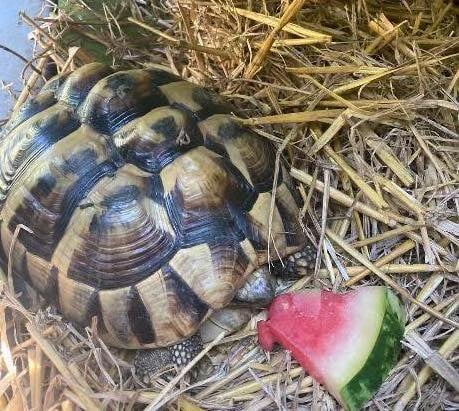 Stolen Tortoise Lightening Elysian Liss