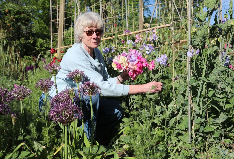 <p>Corinna Furse picking sweet peas in our garden in Lower Froyle. Hers is one of ten gardens on the trail.</p>
