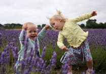 The Colour Purple: Buzz of excitement near Alton as Lavender Fields set to reopen