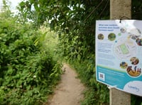 Have your say on South Farnham park project