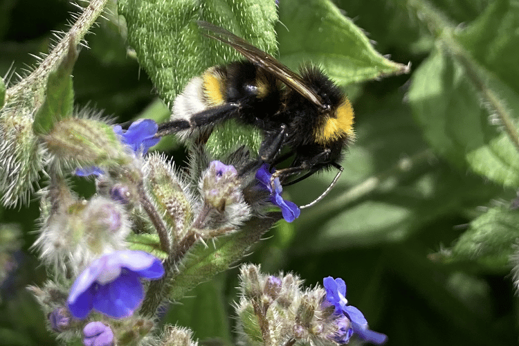 Southern Cuckoo Bee Hive Helpers Farnham