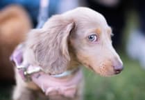Several reports of dog mess in Waverley
