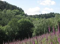 Charity launches ambitious project to restore rare heathland