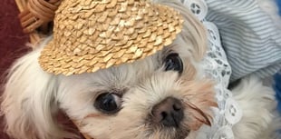 Pugs and Prejudice brings Jane Austen to life