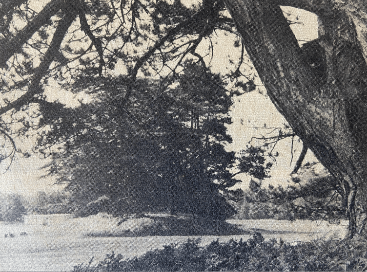 Burial grounds, Petersfield Heath, July 3rd 1975.