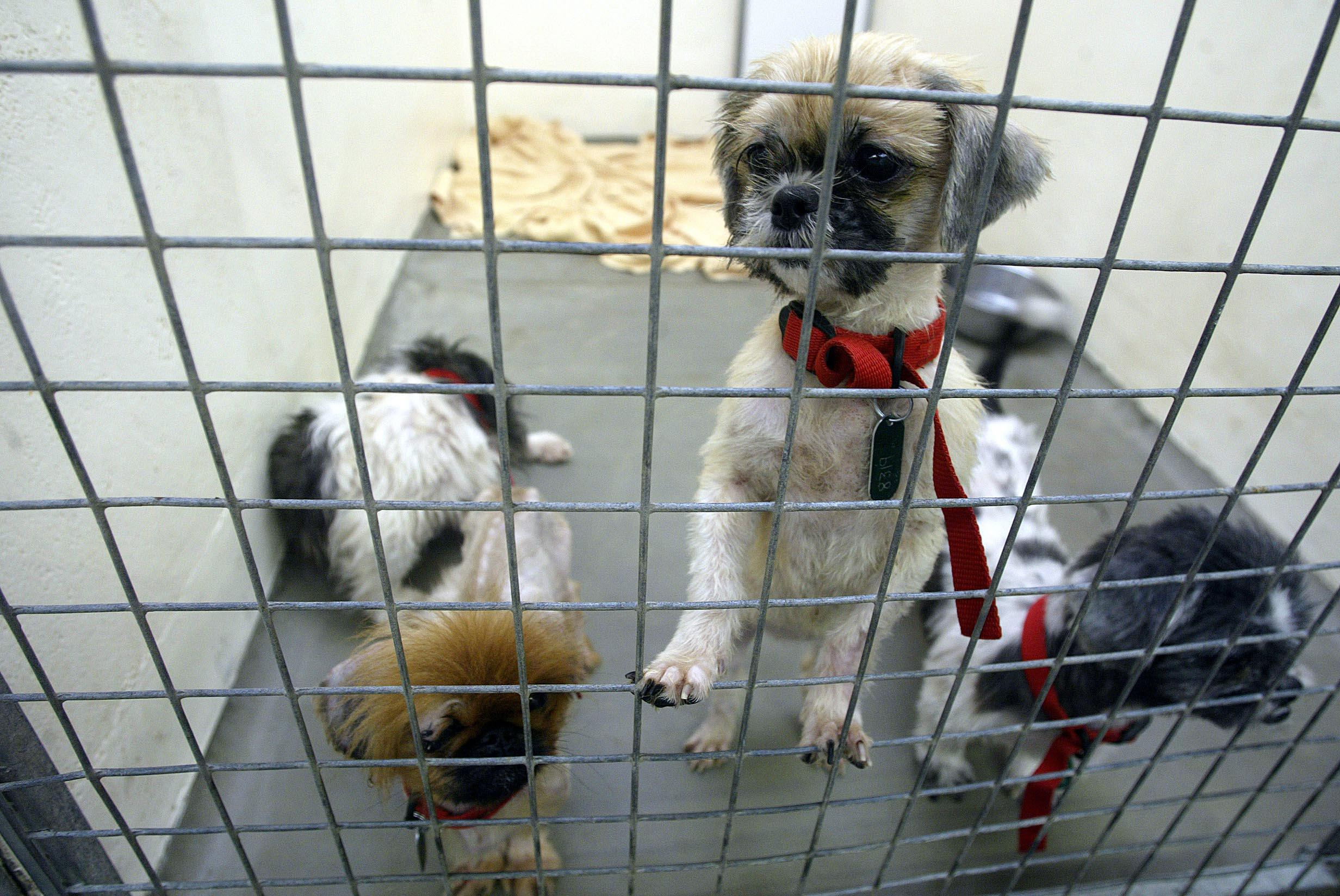 Rise in animal cruelty calls to the RSPCA in Surrey