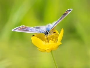Trust launches appeal to protect pollinating insects
