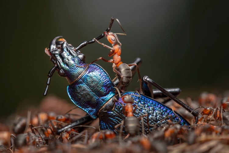 A close-up photograph of insects by Ingo Arndt.
