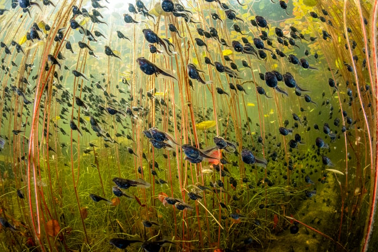 An underwater scene from Shane Gross.