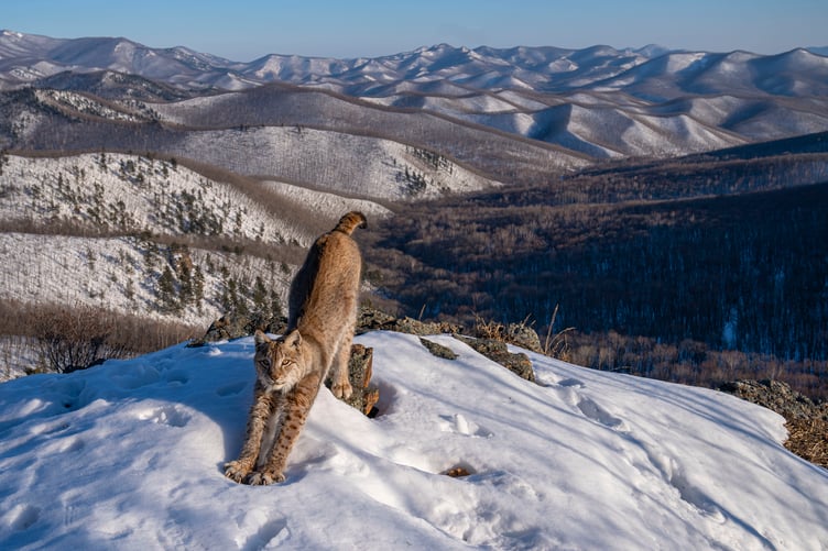 A wild encounter photographed by Igor Metelskiy.