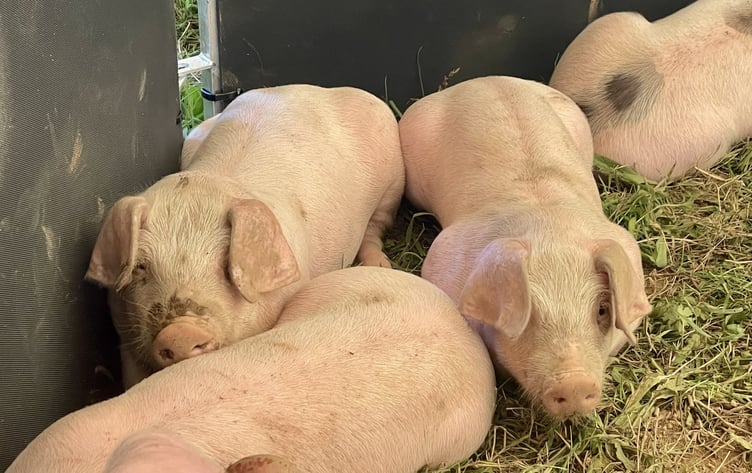 Pigs made a return to the 2025 Liskeard Show for the first time in years