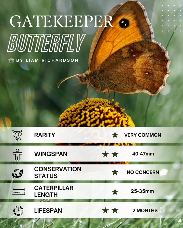 Gatekeeper Butterfly