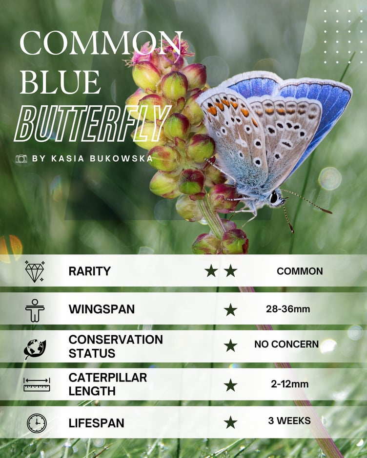 Common Blue Butterfly
