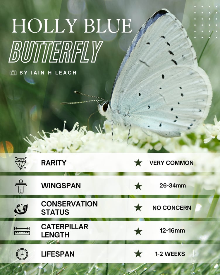 Holly Blue Butterfly