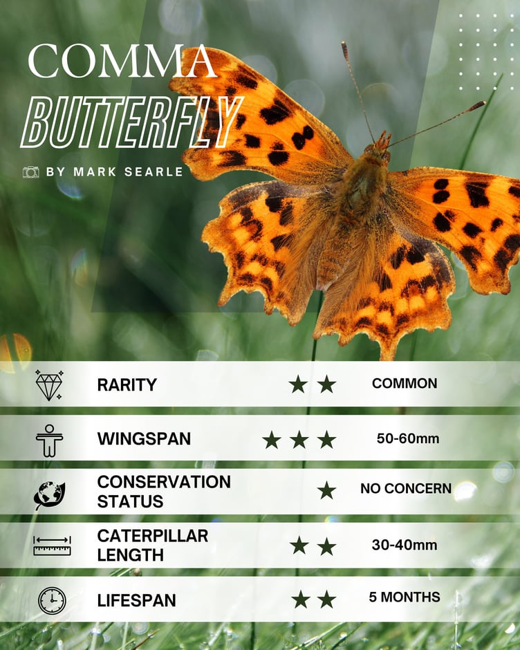 Comma Butterfly