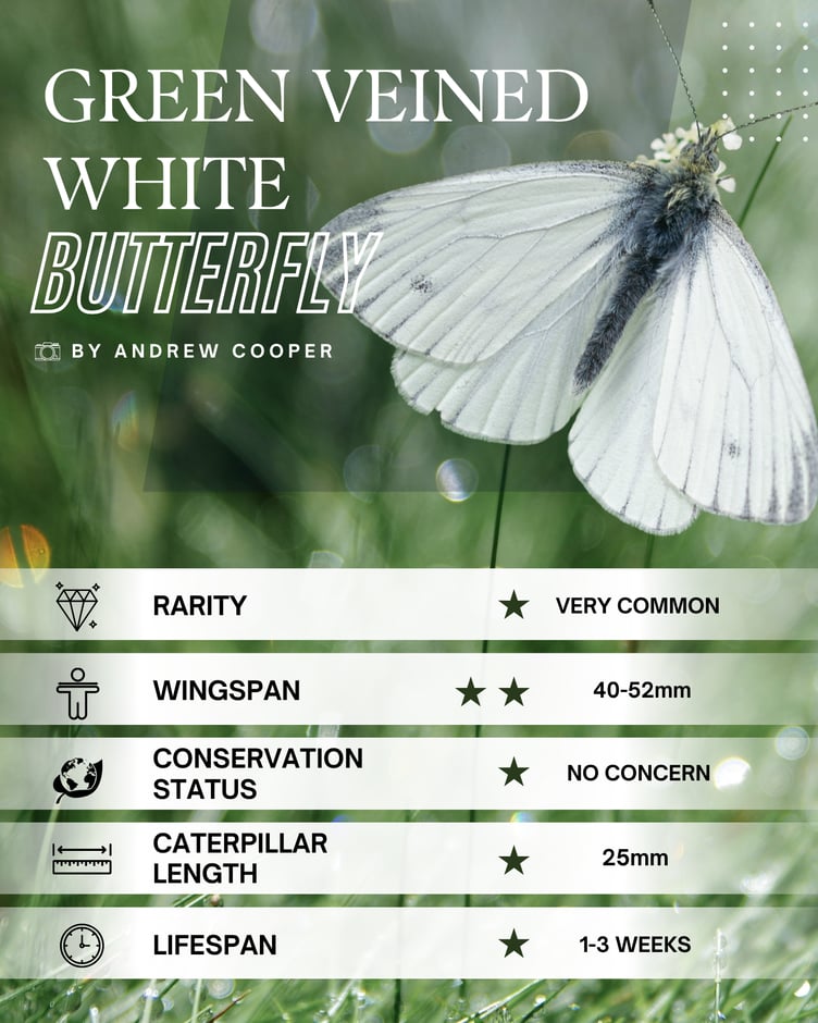 Green Veined White Butterfly