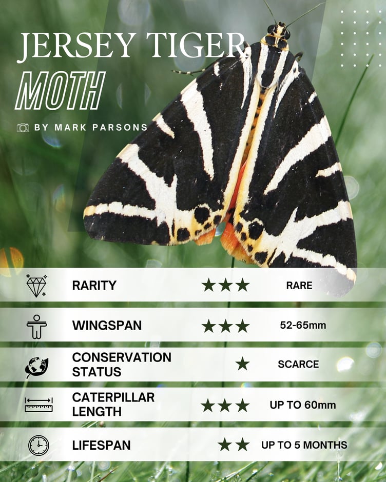 Jersey Tiger Moth