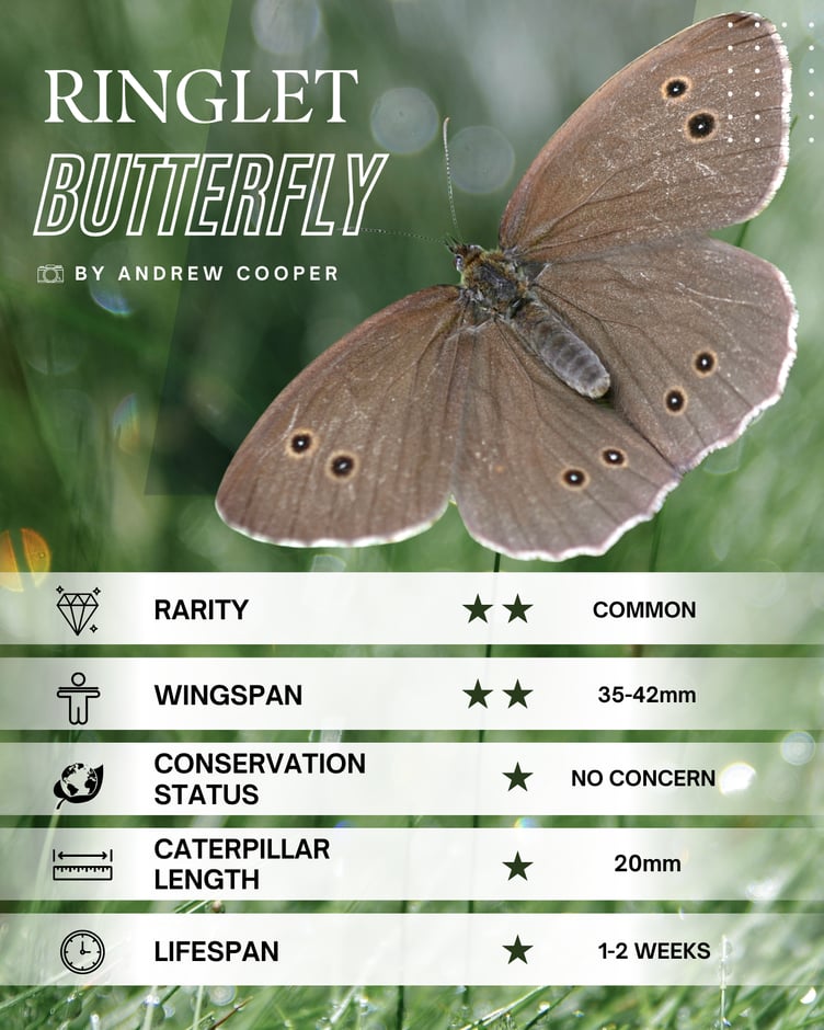 Ringlet Butterfly