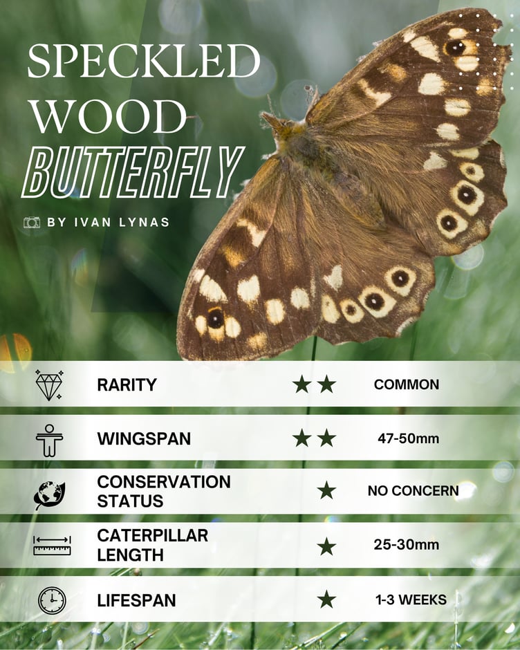 Speckled Wood Butterfly