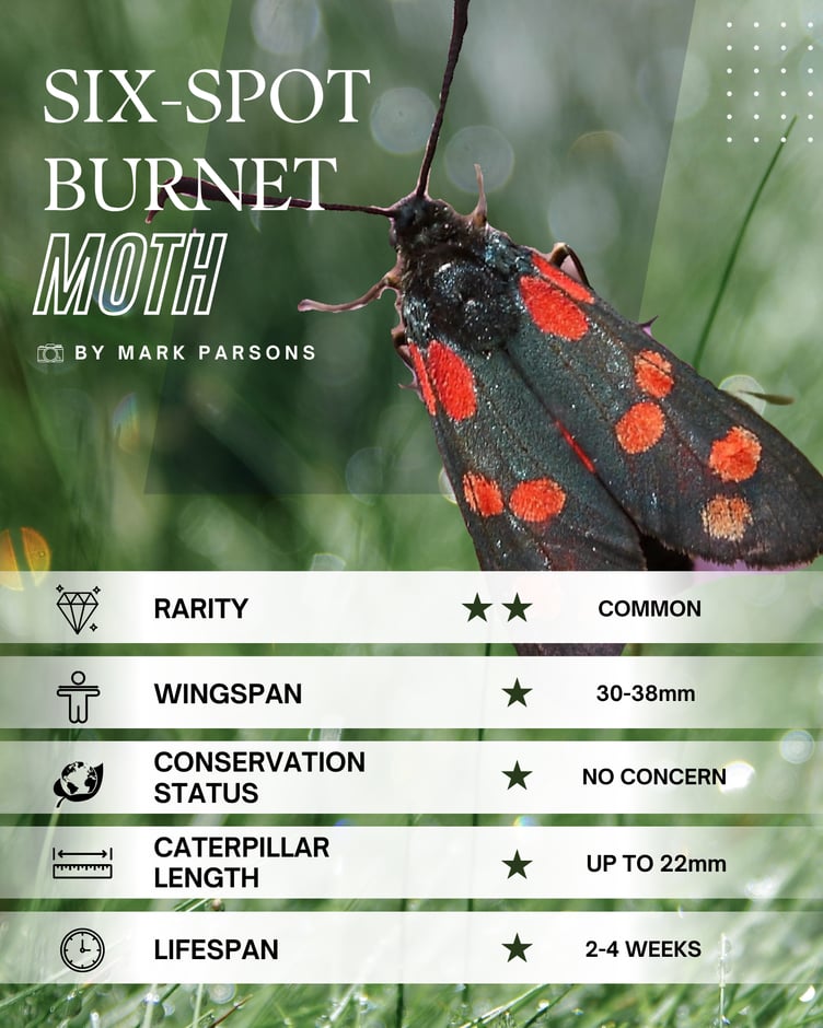 Six-spot Burnet Moth