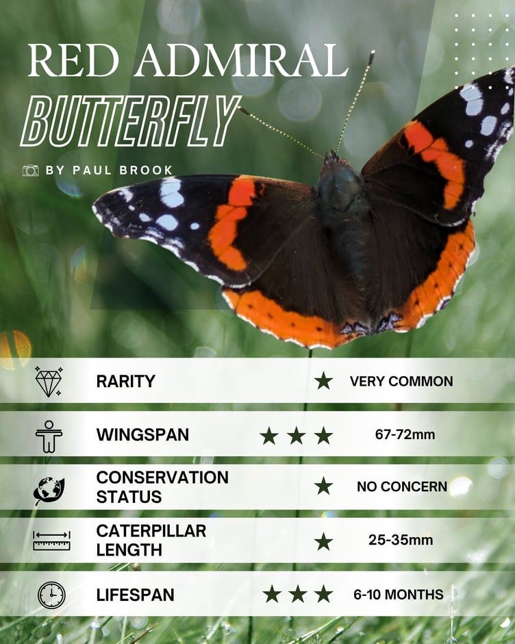 Red Admiral Butterfly