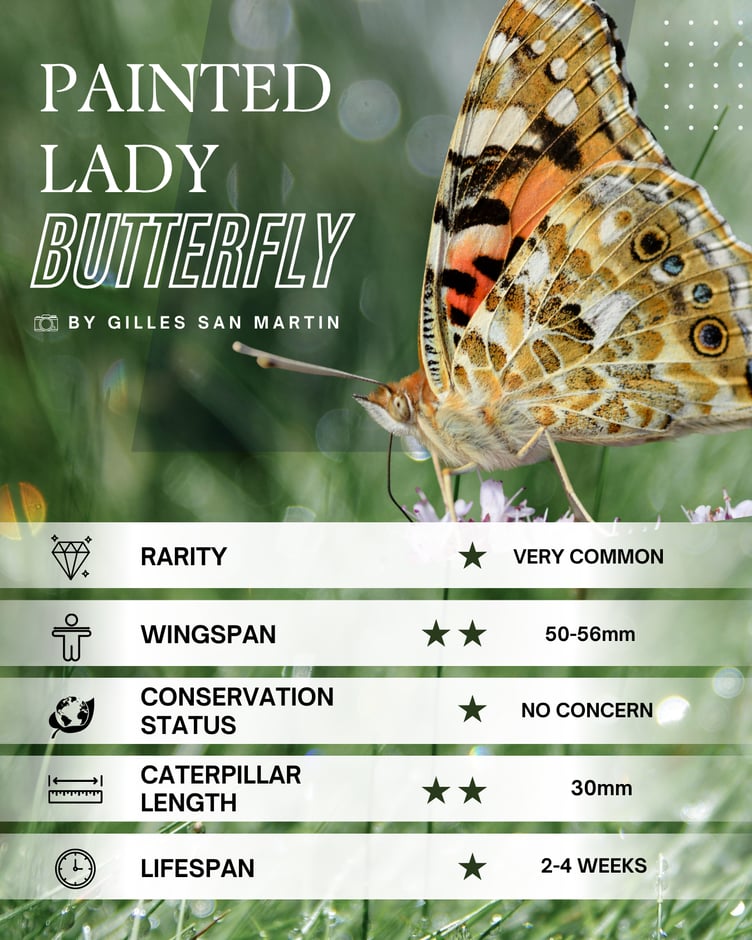Painted Lady Butterfly