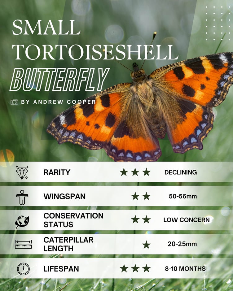 Small Tortoiseshell Butterfly