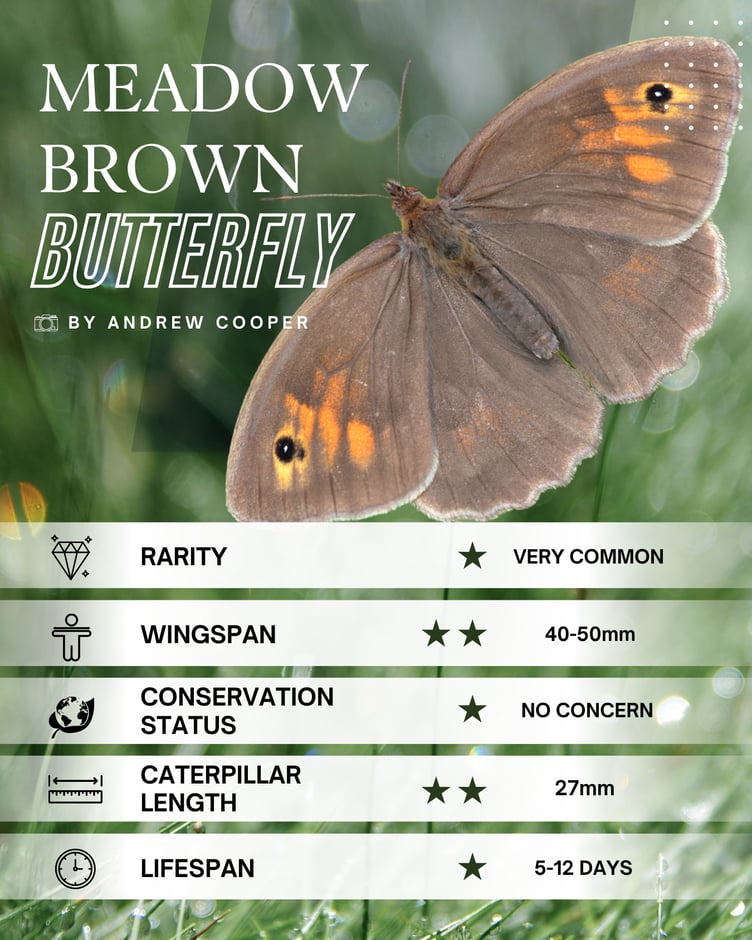 Meadow Brown Butterfly