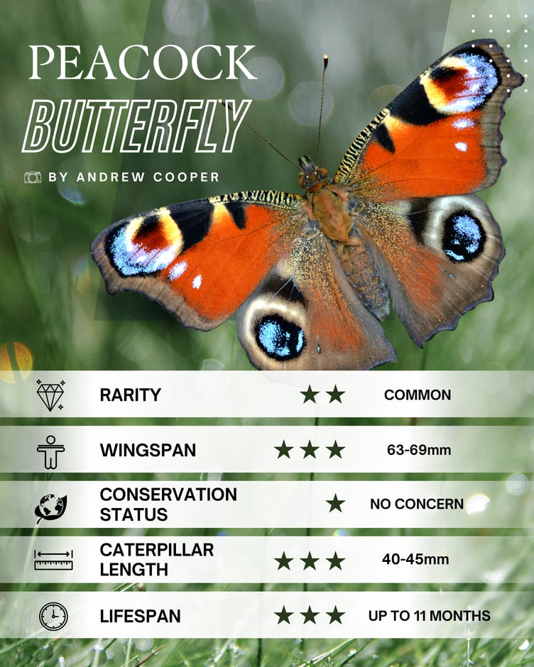 Peacock Butterfly