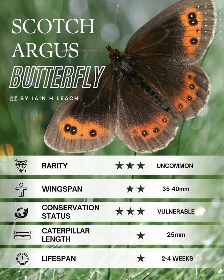 Scotch Argus Butterfly