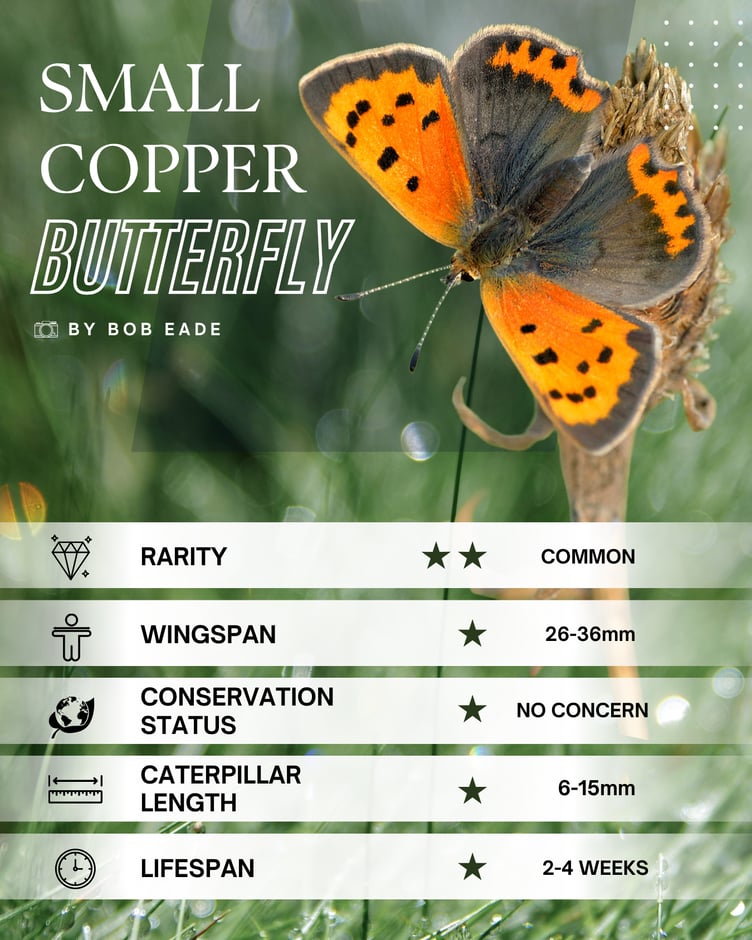 Small Copper Butterfly