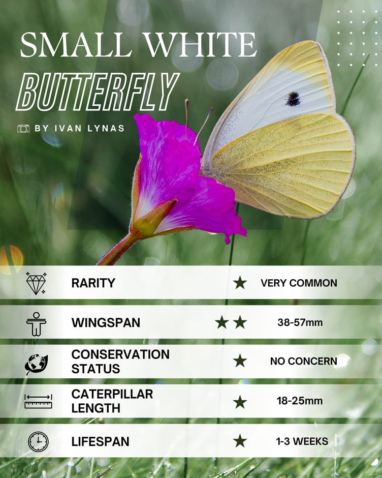 Small White Butterfly
