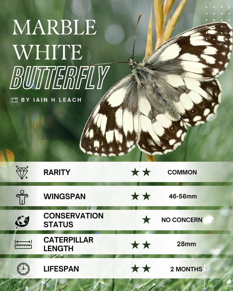 Large White Butterfly