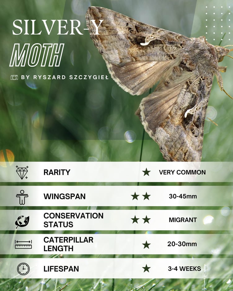 Silvery-Y Moth