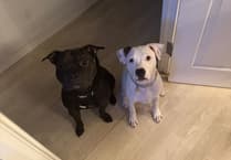 ‘They didn’t have to kill him’: Puppy shot dead by police in Surrey dog attack