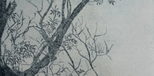 Ancient woodlands spotlighted in exhibition at Alton's Allen Gallery