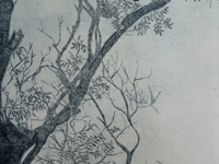 Ancient woodlands spotlighted in exhibition at Alton's Allen Gallery