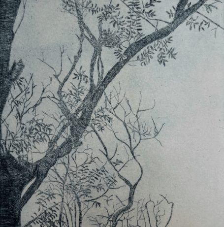 Ash Dieback 1 - an etching on Somerset paper by Jacqueline Amies.